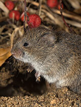 How to Get Rid of Voles in Colorado — Whitmore Pest & Wildlife